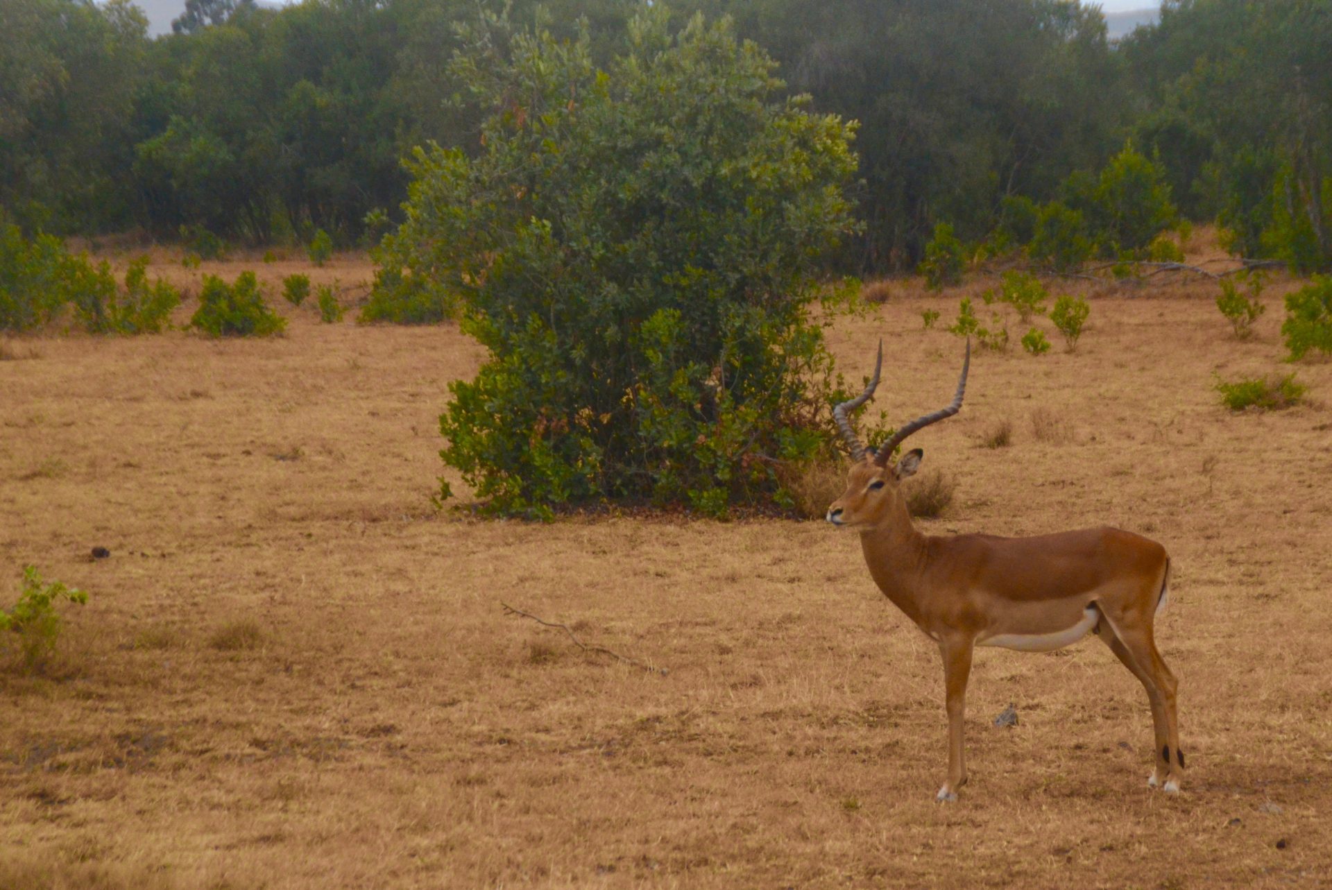 Impala Harem Master