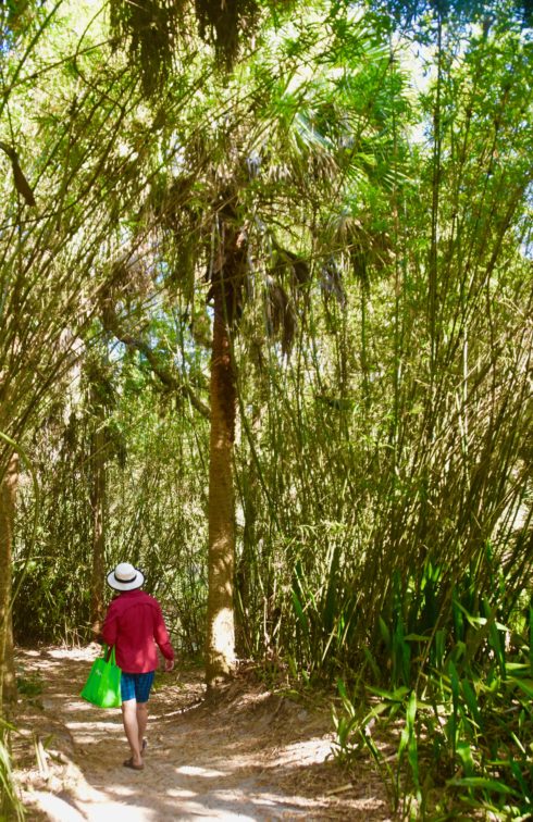 In the Bamboo Forest