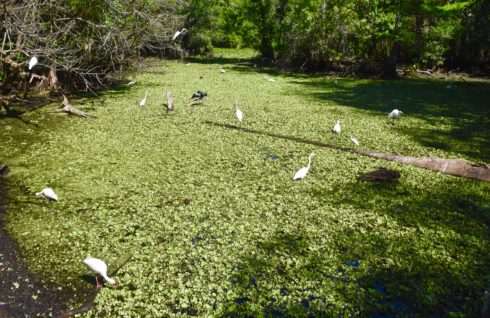 Lettuce Pond, Corkscrew Sanctuary