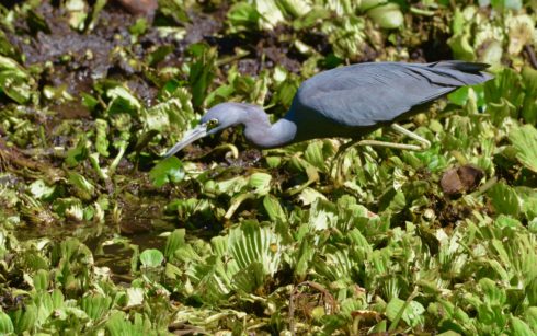 Little Blue Heron, Corkscrew Sanctuary