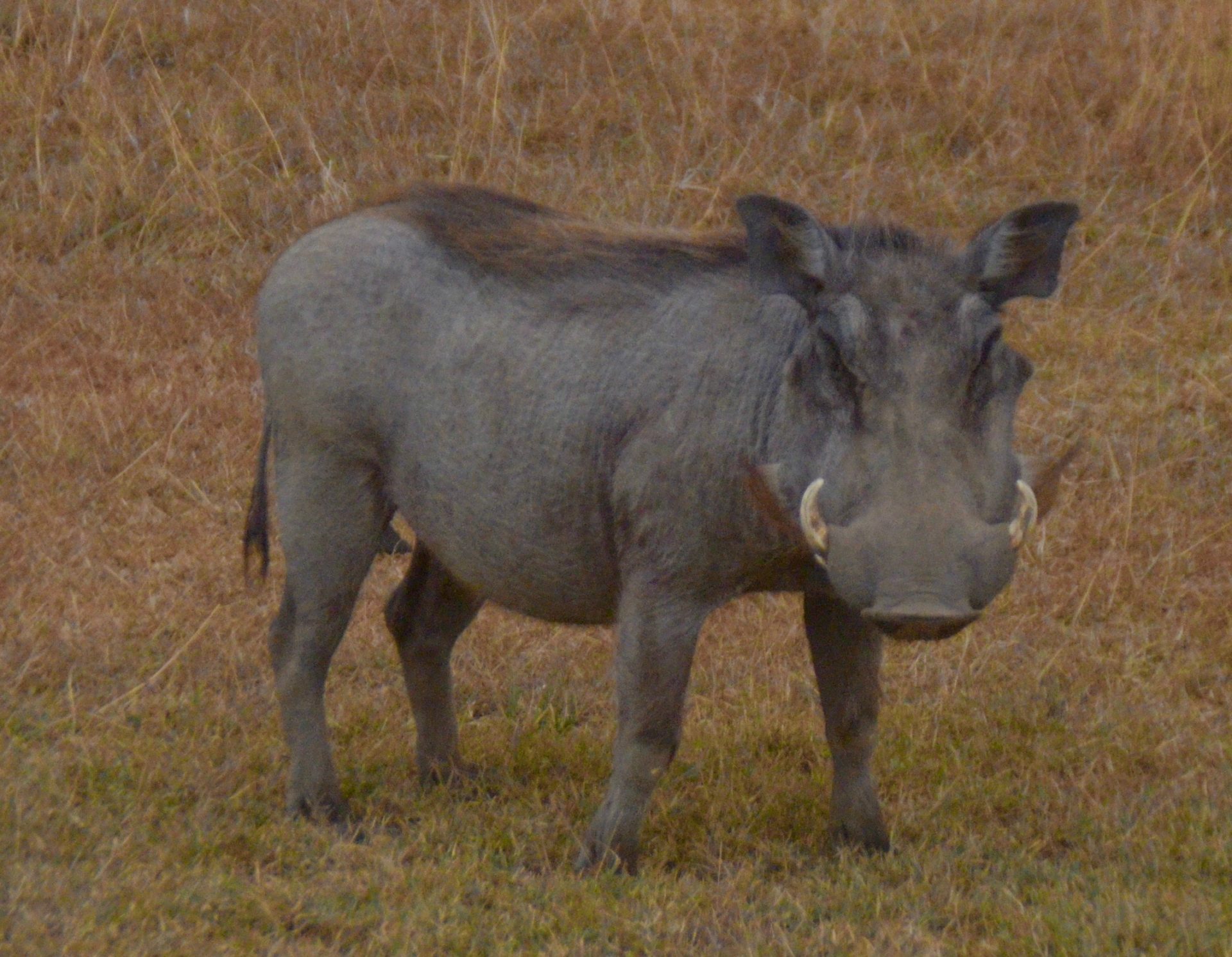 Lone Warthog