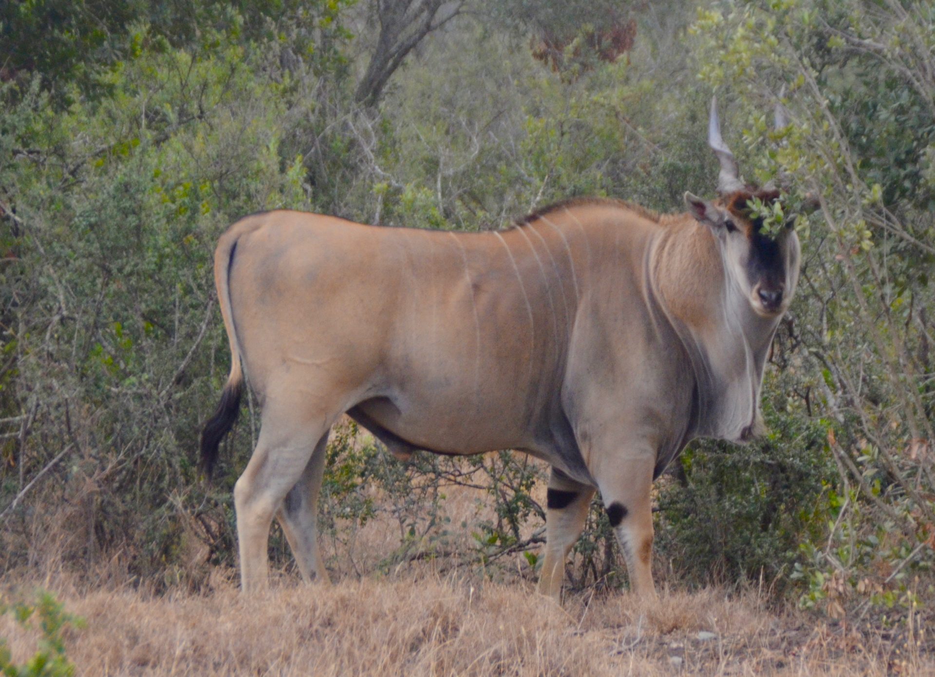 Male Eland