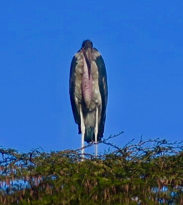 Marabou Stork