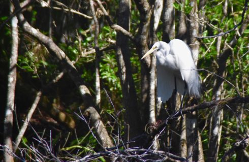 Posing Great Egret