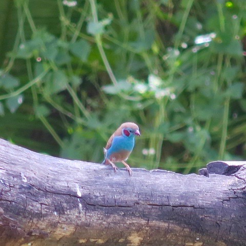 Red-Cheeked Cordon Blue