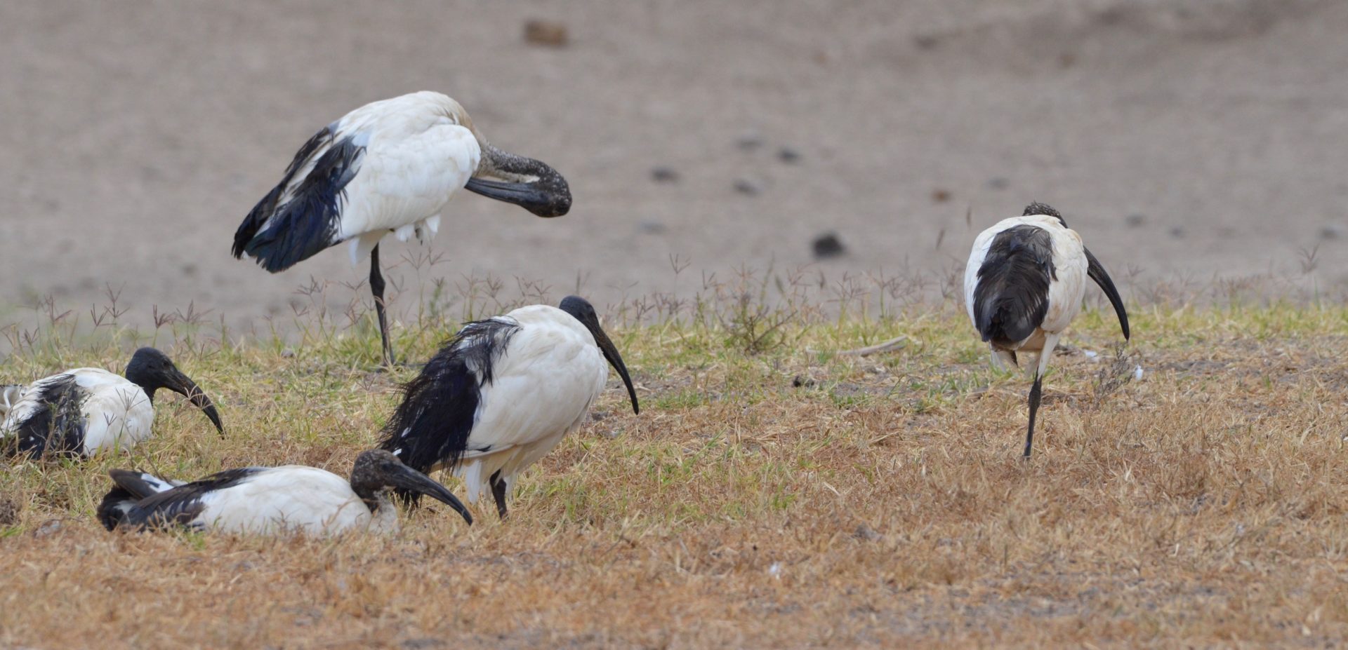 Sacred Ibis