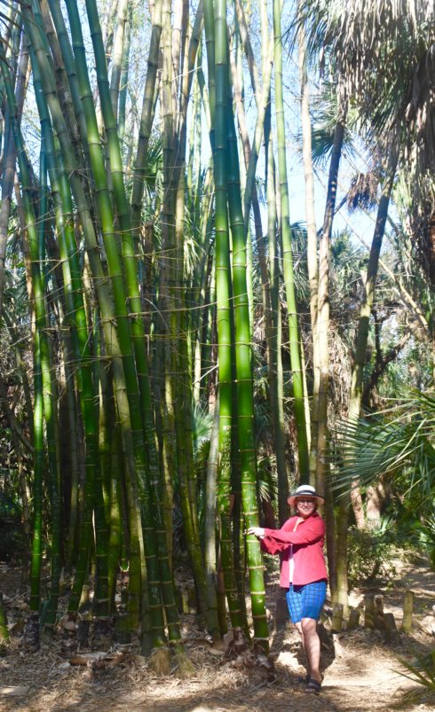 The Big Bamboo