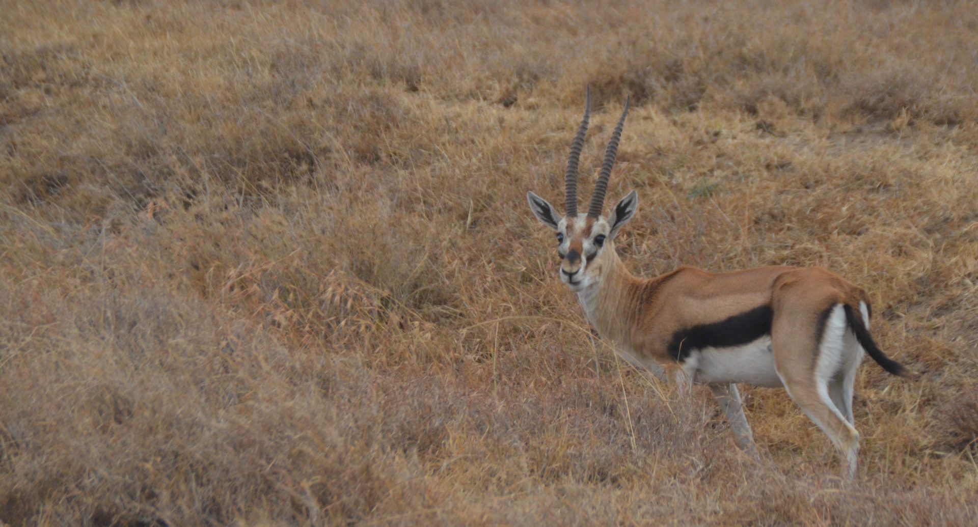 Thompson's Gazelle