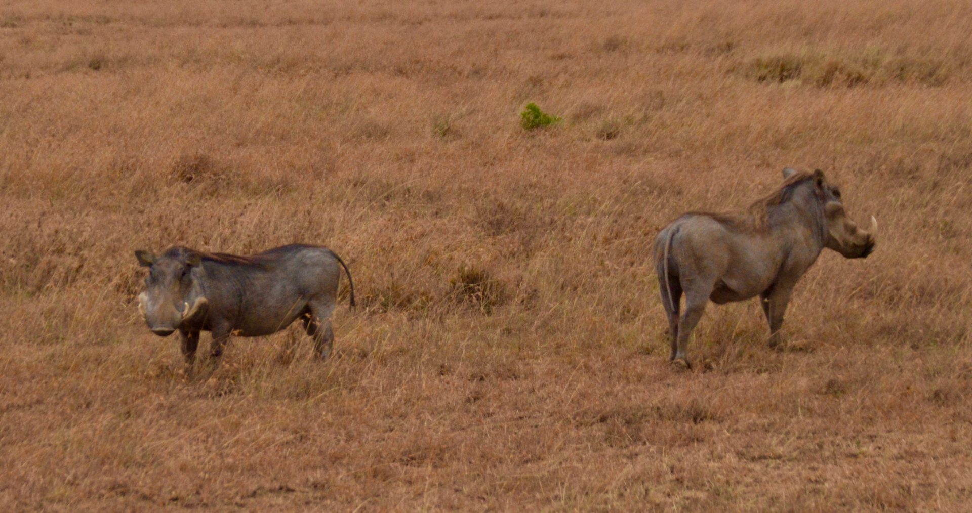 Two Warthogs