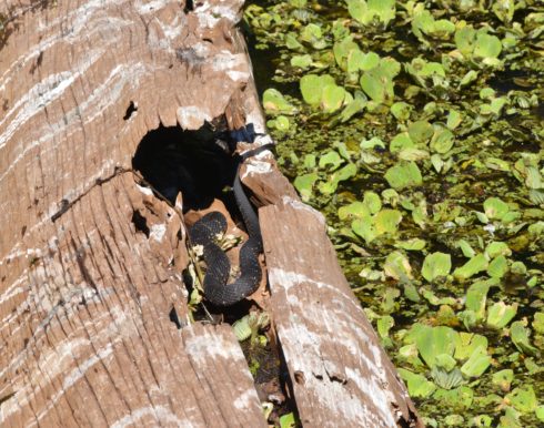 Water Moccasin, Corkscrew Sanctuary