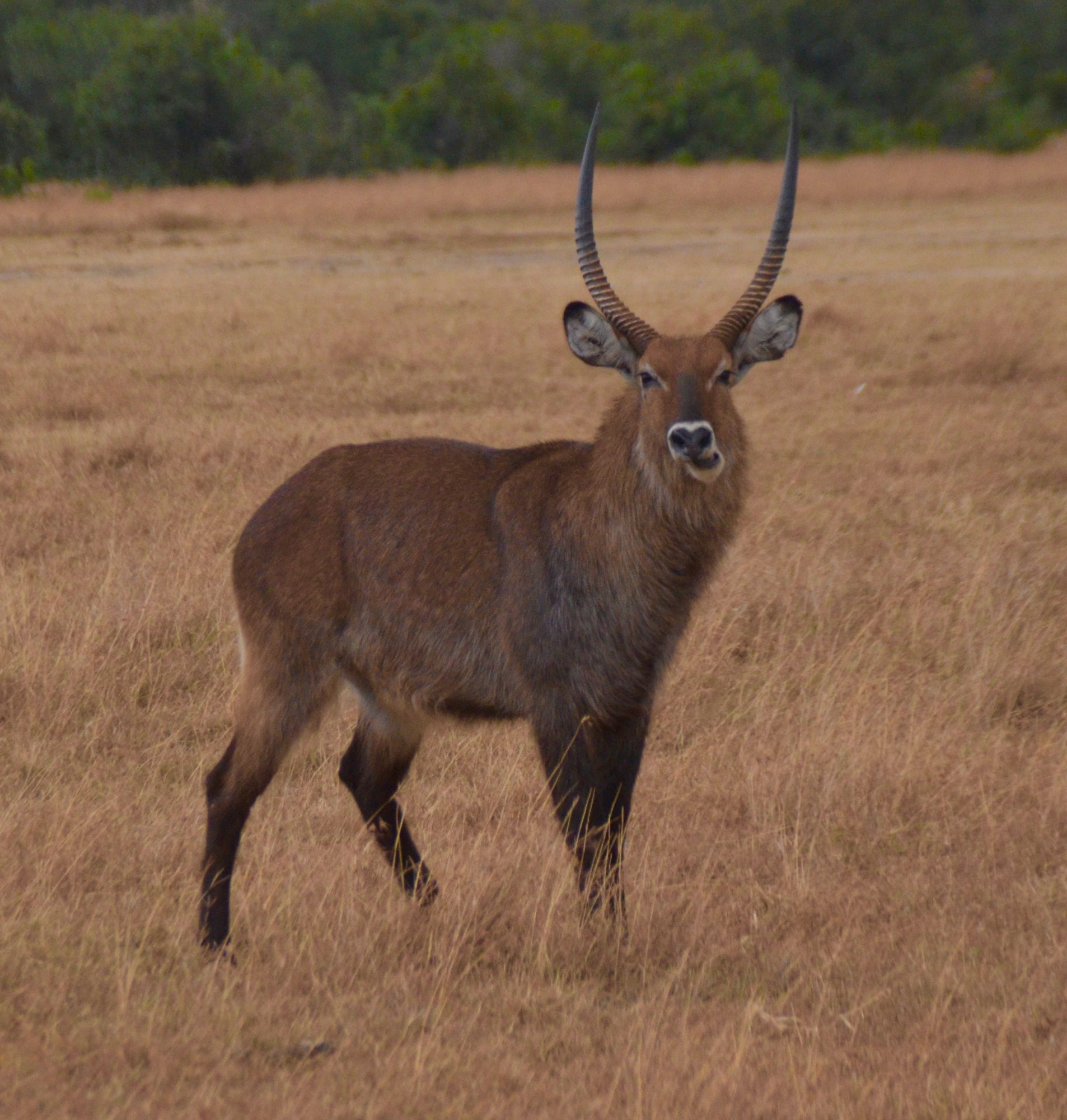 Waterbuck Stag