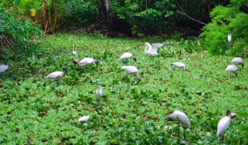 Wood Storks Corkscrew 2016