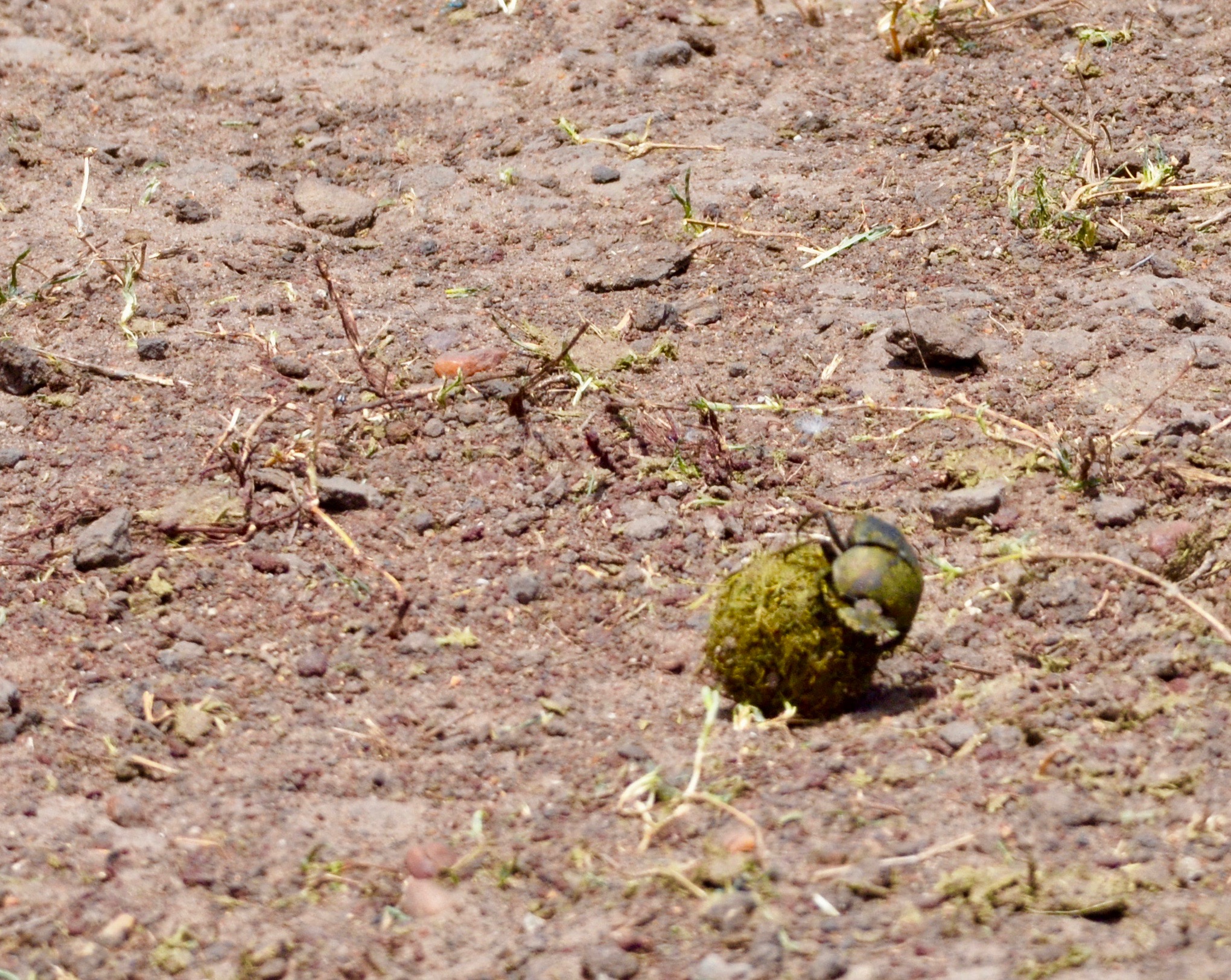 Dung Beetle 