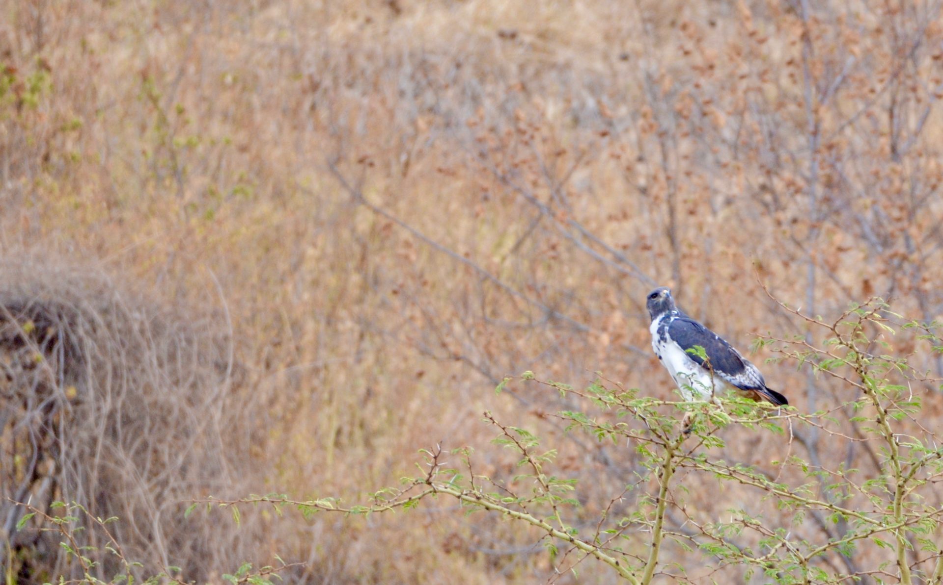 Augur Buzzard, Lake Nakuru