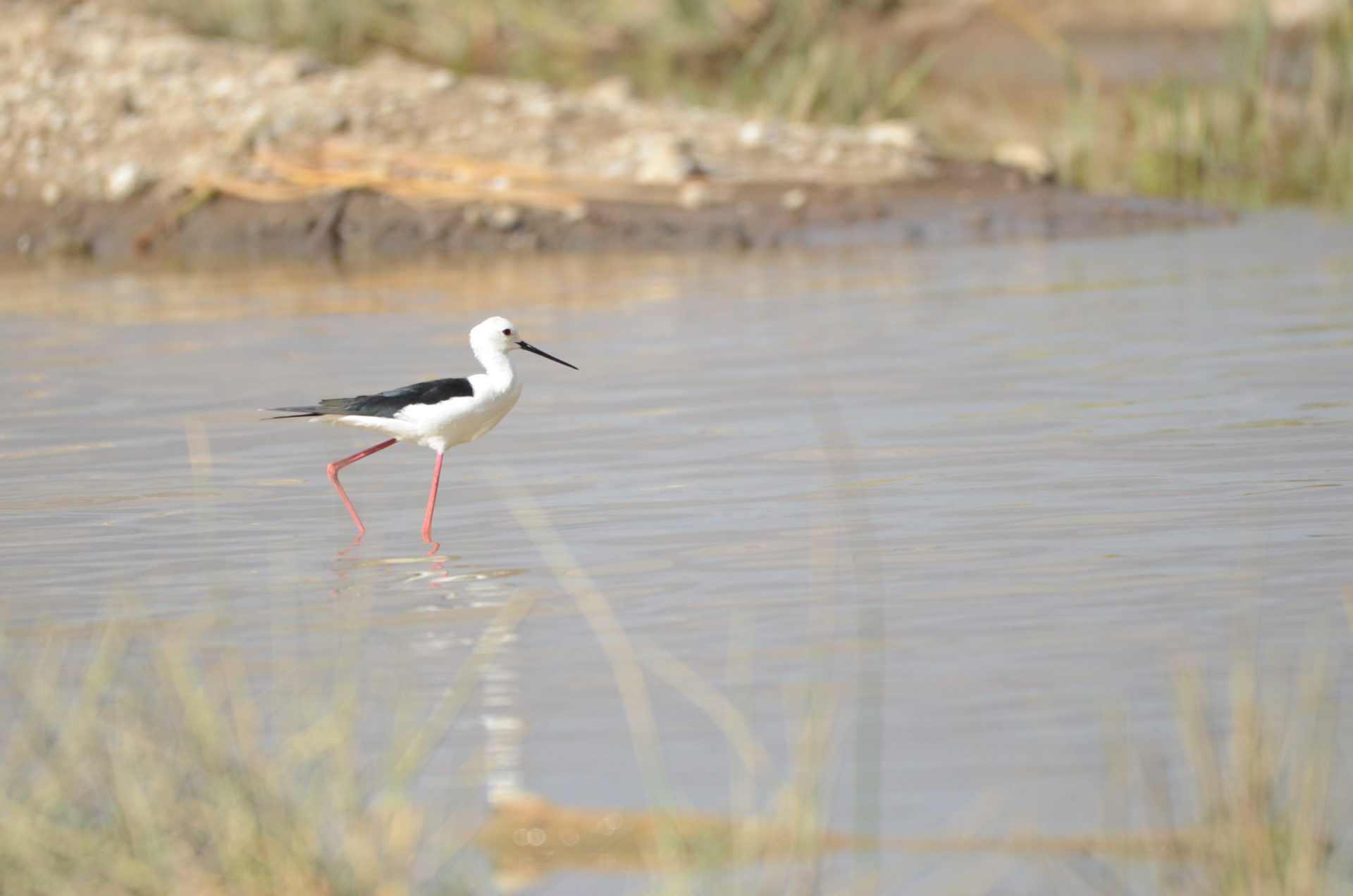 Black-Winged Stilt, Lake Nakuru