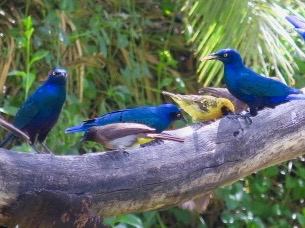 Blue-Eared Glossy Starlings 