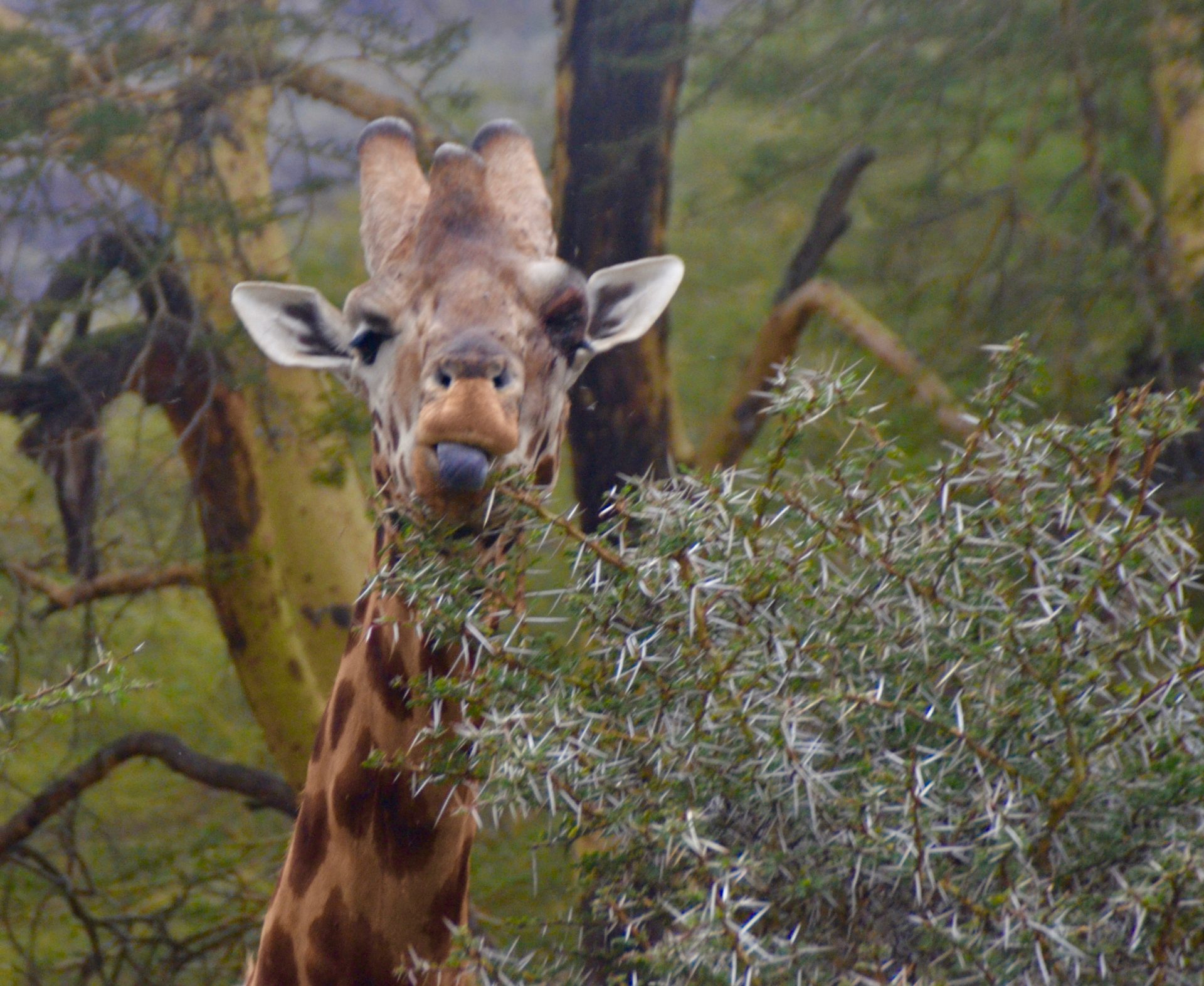 Blue-Tongued Giraffe