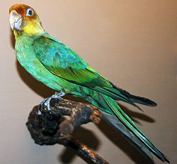 Carolina Parakeet, Field Museum