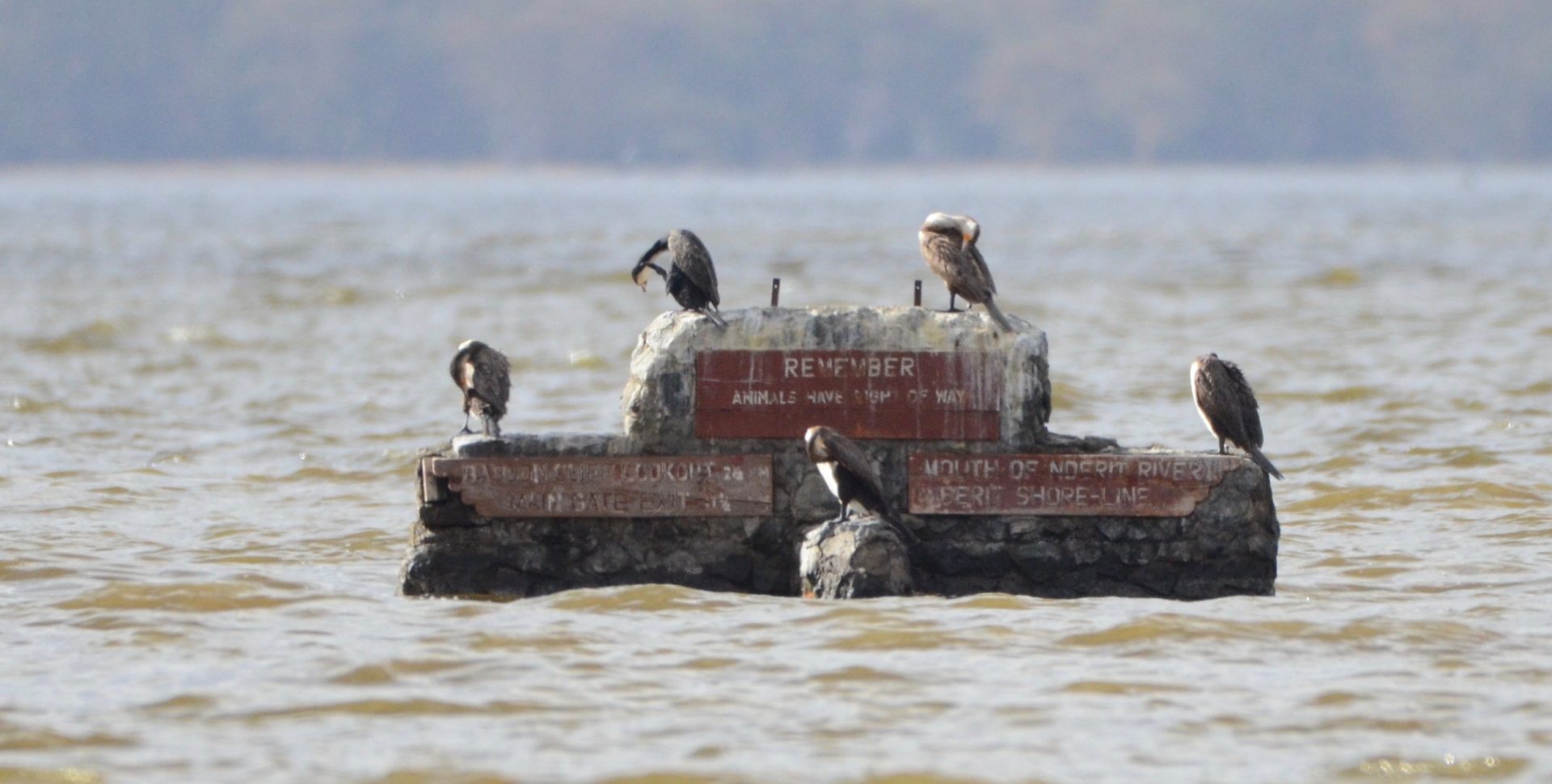 Cormorants on Old Road Marker, Lake Nakuru