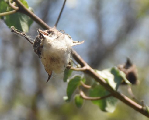 Cotton Boll