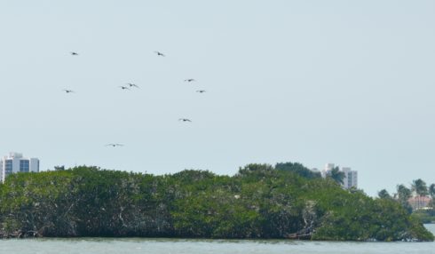 Magnificent Frigate Bird Nesting Site