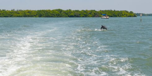 Frolicking Dolphin