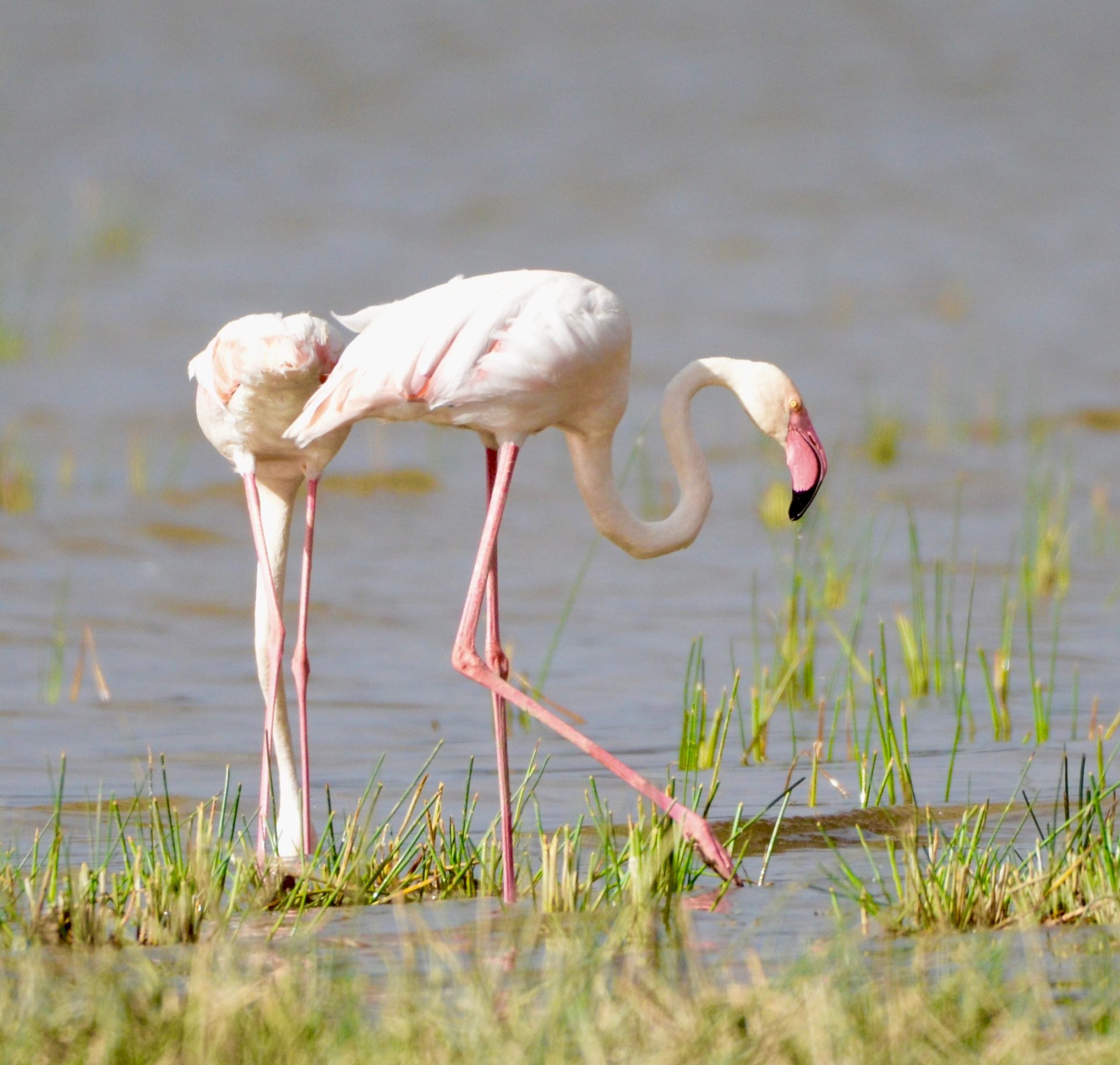 Greater Flamingo, Lake Nakuru National Park