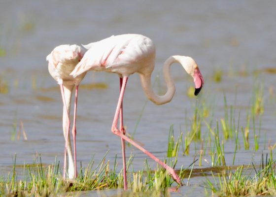 Greater Flamingo, Lake Nakuru National Park