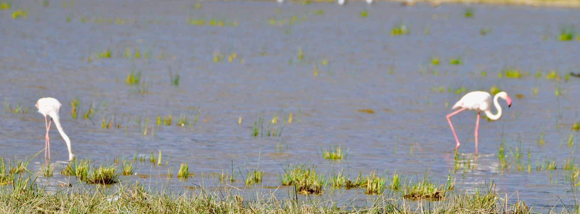 Greater Flamingos