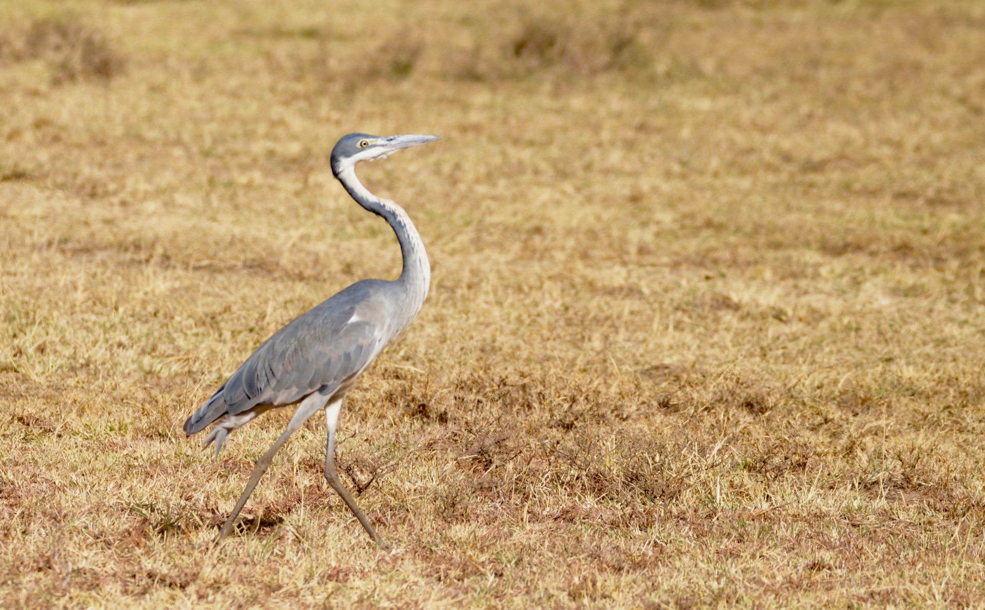 Grey Heron