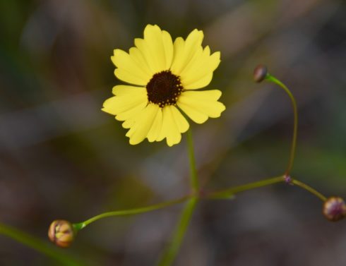 KIssimmee Prairie Flower 5
