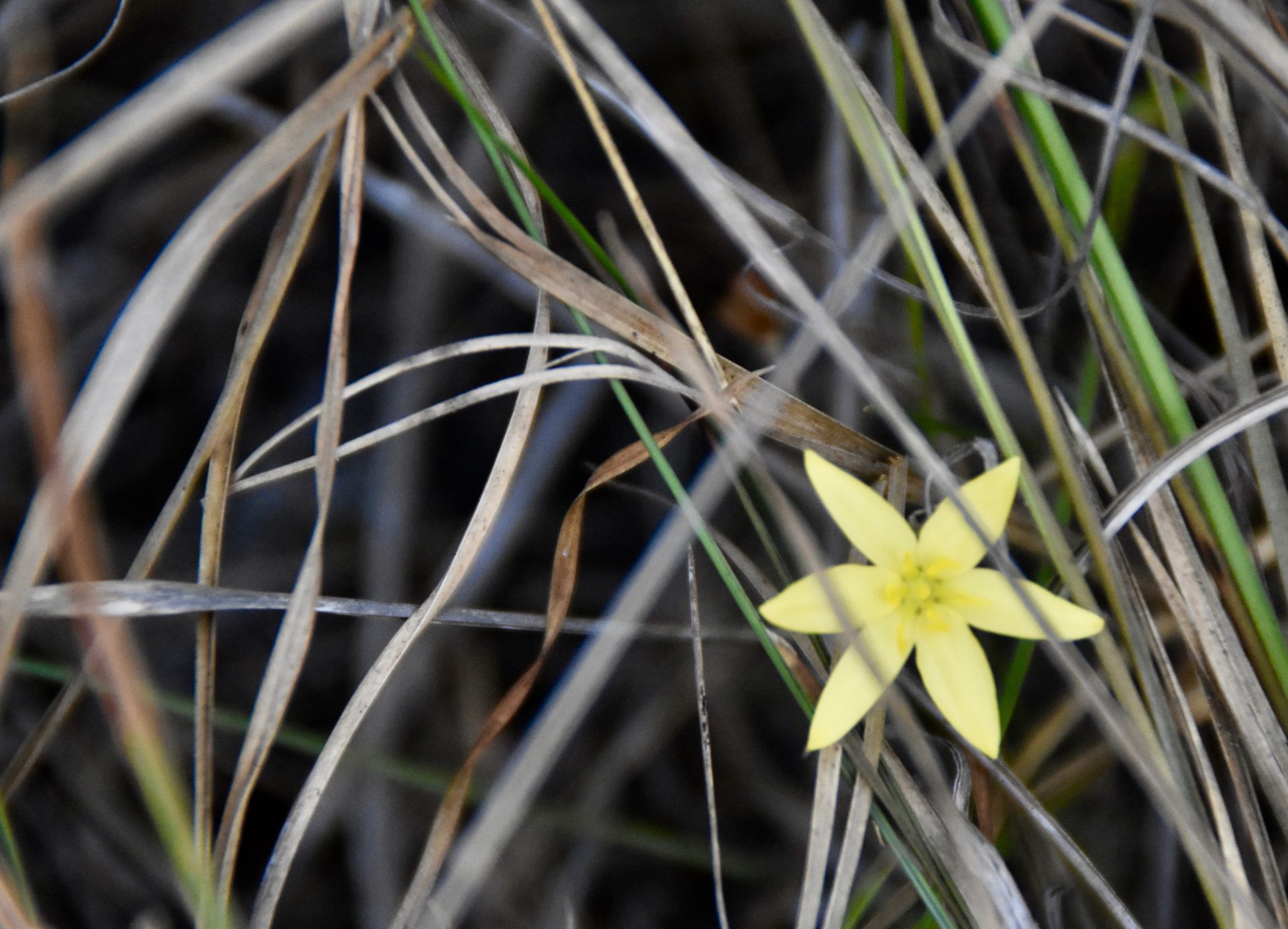 Kissimmee Prairie Preserve State Park, Florida The Maritime Explorer
