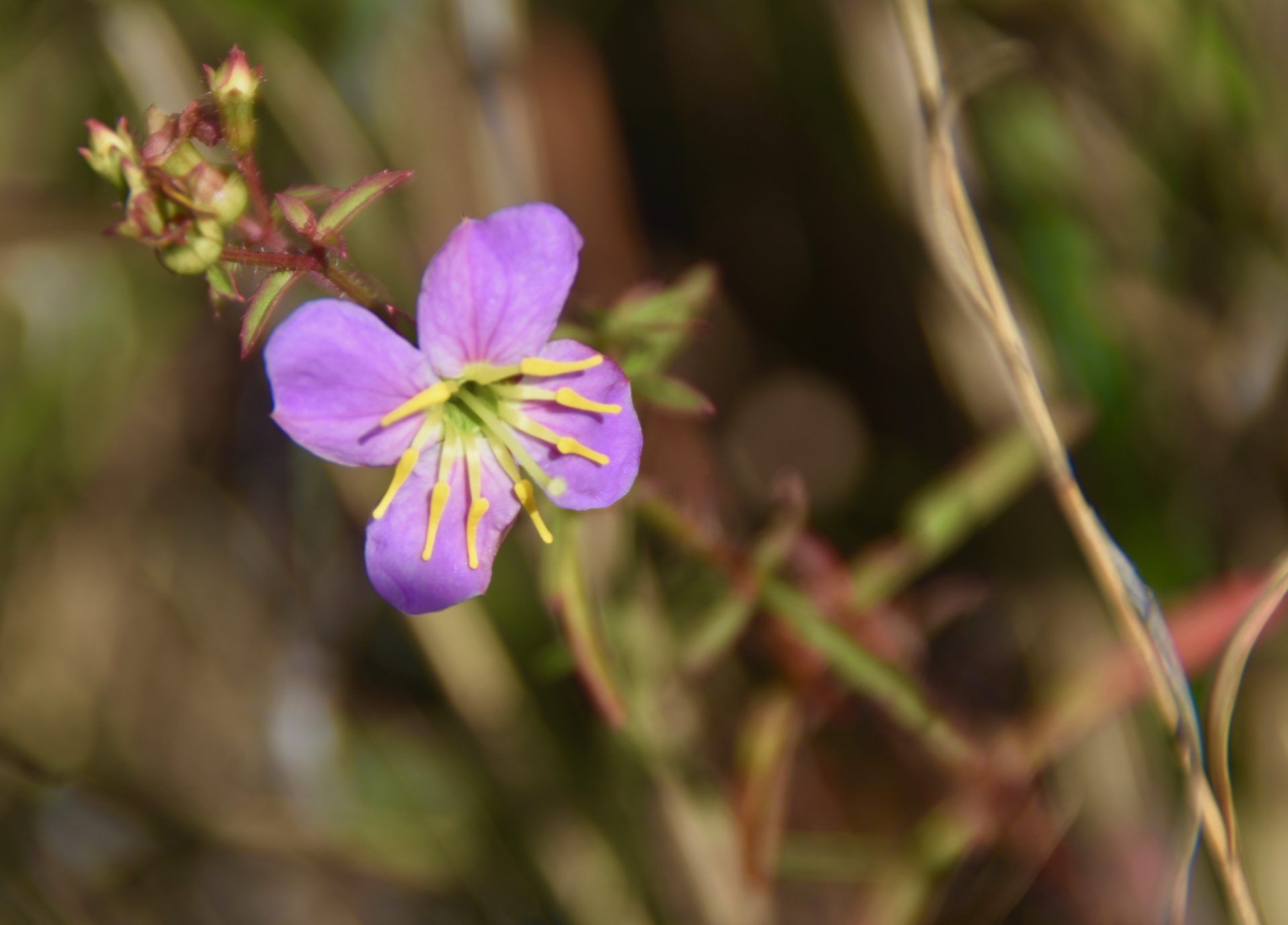 Kissimmee Prairie Preserve State Park, Florida The Maritime Explorer