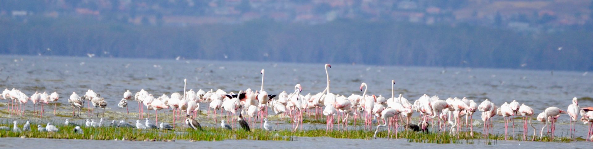 Lake Nahuru Flamingos 