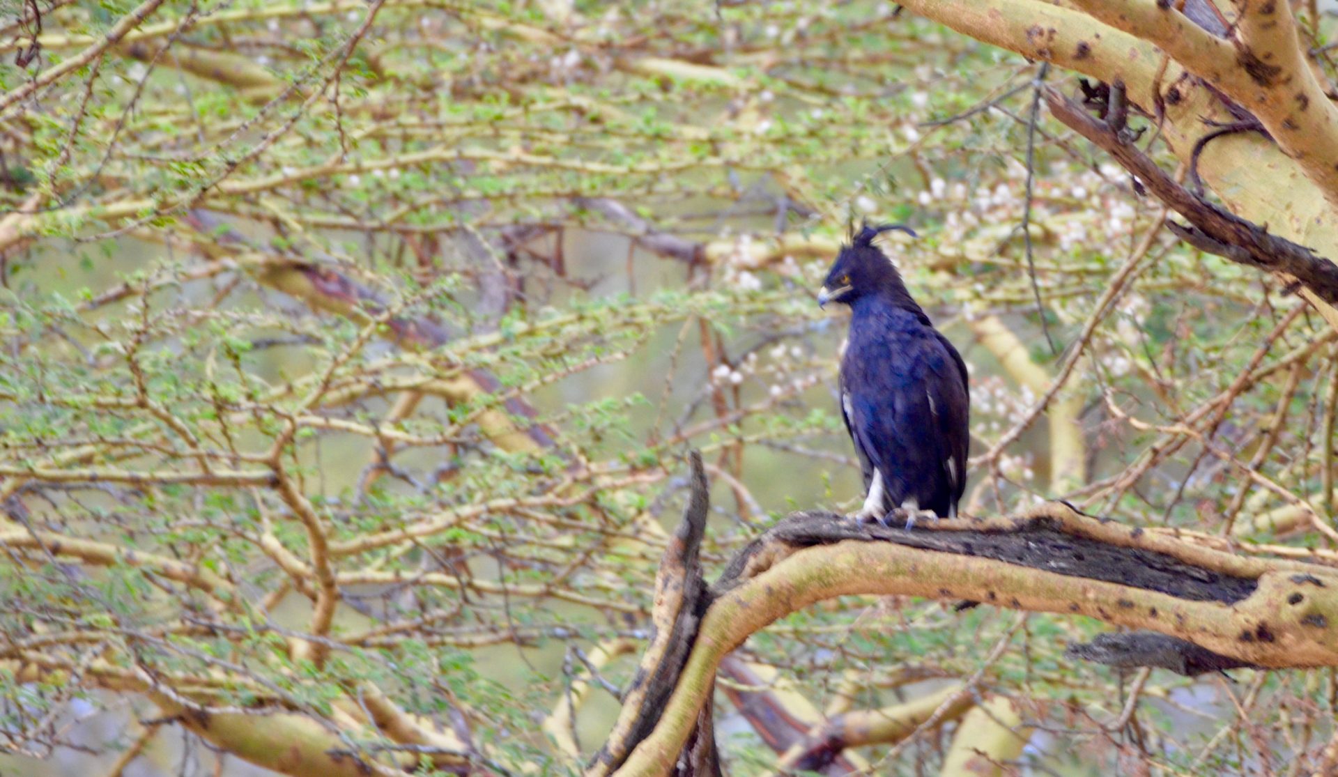 Long-Crested Eagle, Lake Nakuru