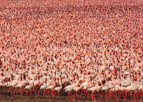 Millions of Pink Flamingos at Lake Nakuru
