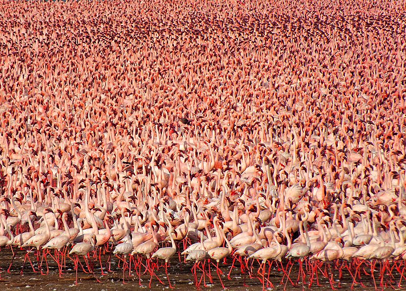 Millions of Pink Flamingos at Lake Nakuru