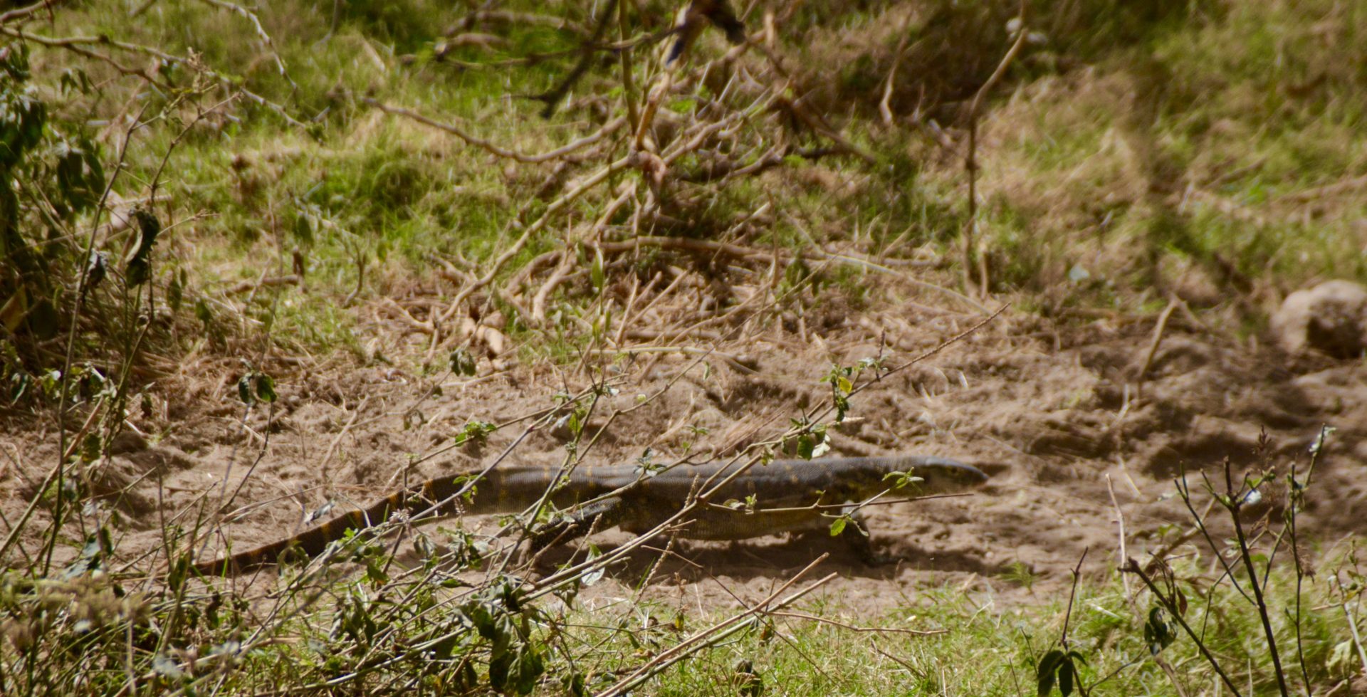 Monitor Lizard, Lake Nakuru