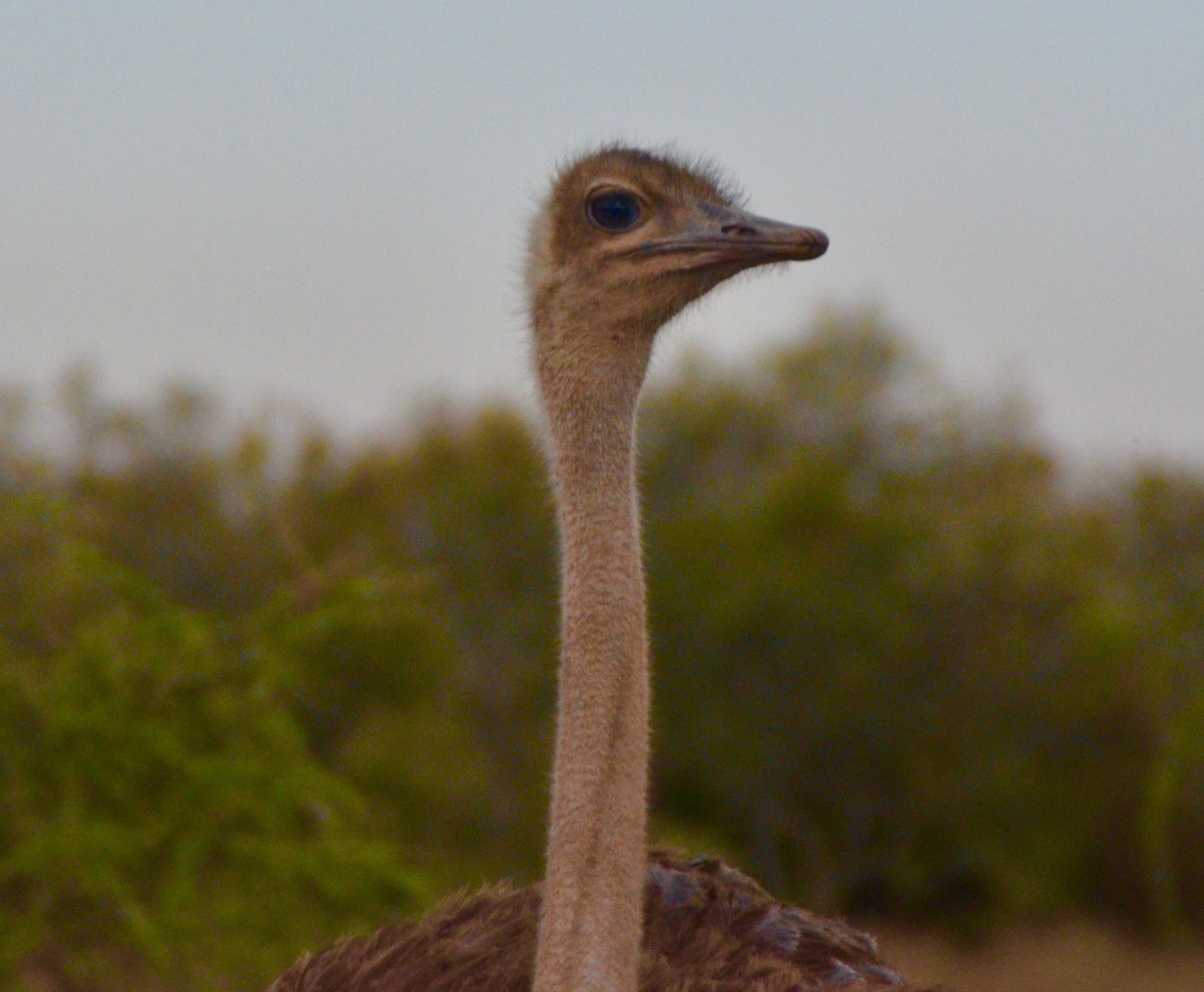 Ostrich Closeup