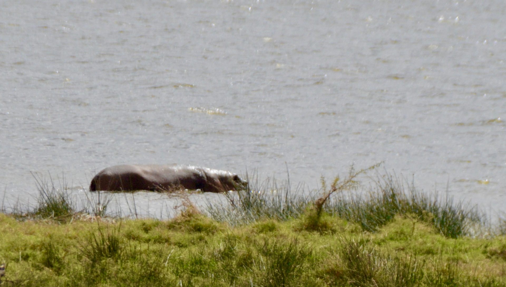 Our First Hippo, Lake Nakuru