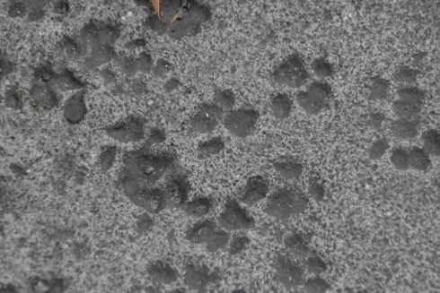 Paws in the Concrete, Hemingway House