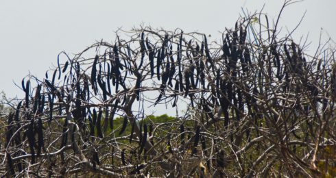 Poinciana Tree at the Top of Mound Key