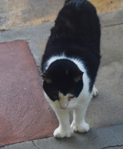 Polydactyl Toes, Hemingway House