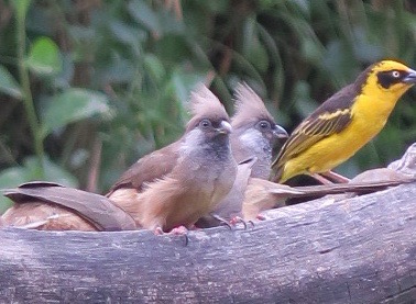 Speckled Mousebirds 