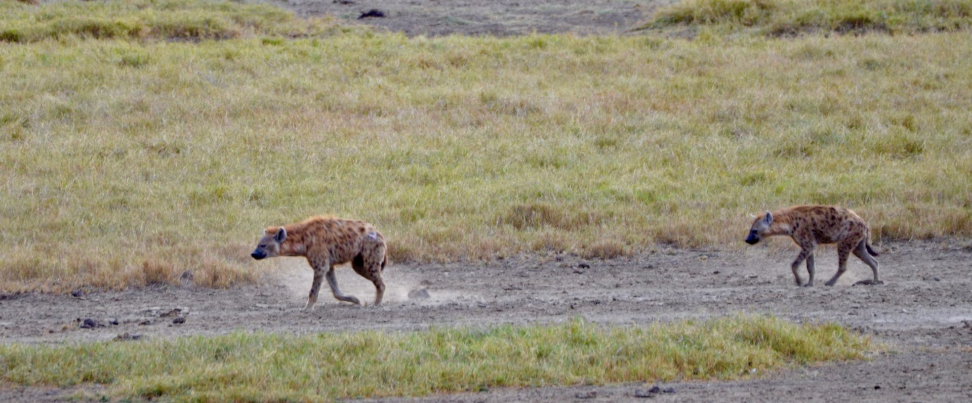 Spotted Hyenas, Lake Nakuru