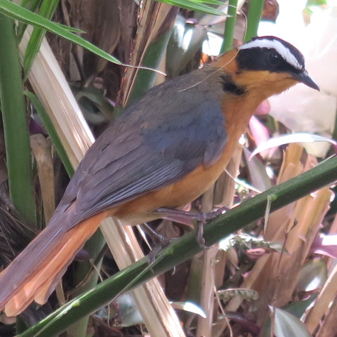 White-Browed Robin Chat