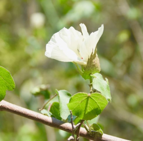 Wild Cotton Bloom