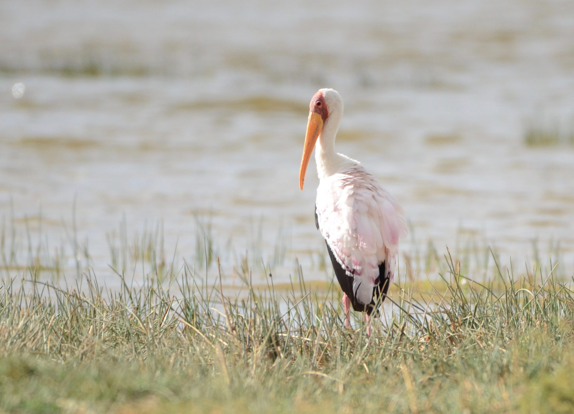 Yellow Billed Stork