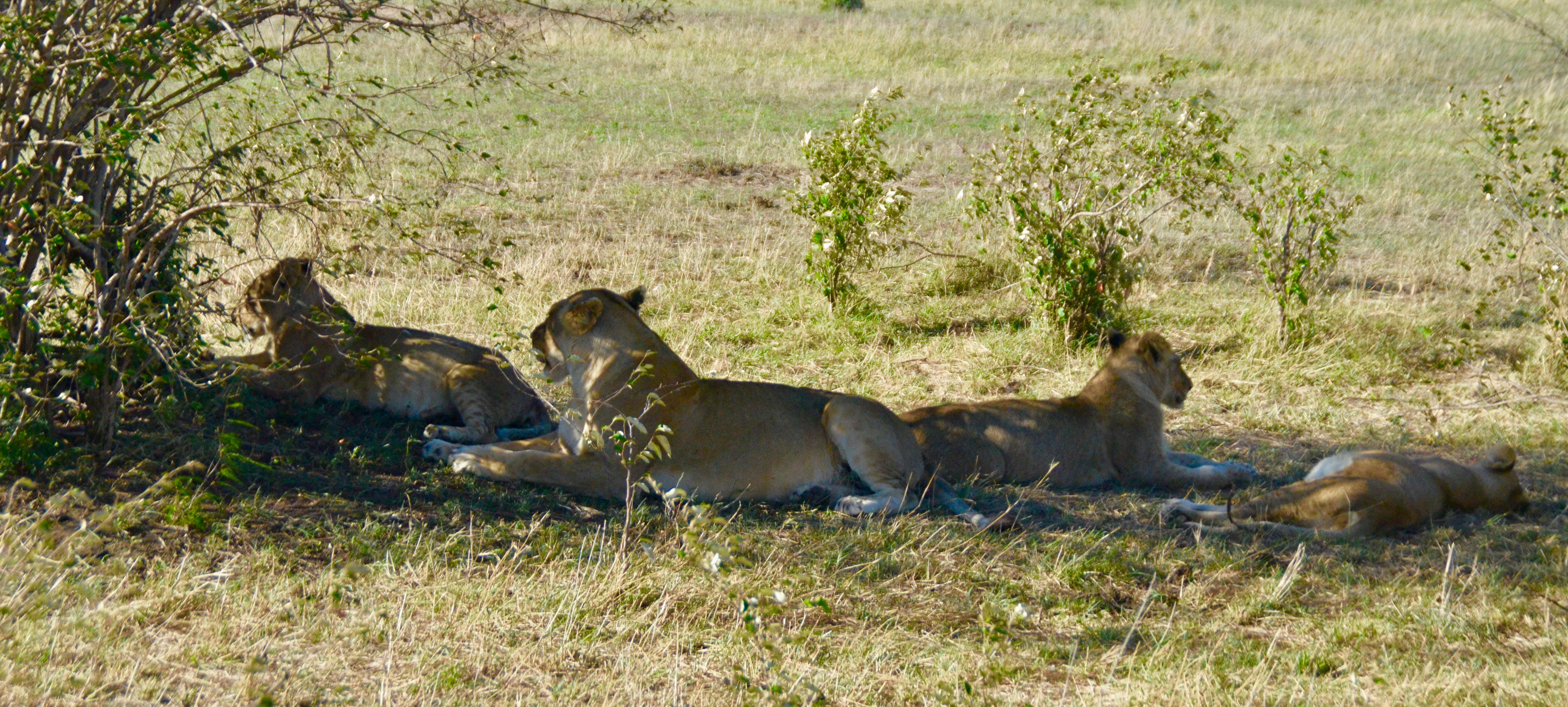 Four Sated Lions, Masai Mara