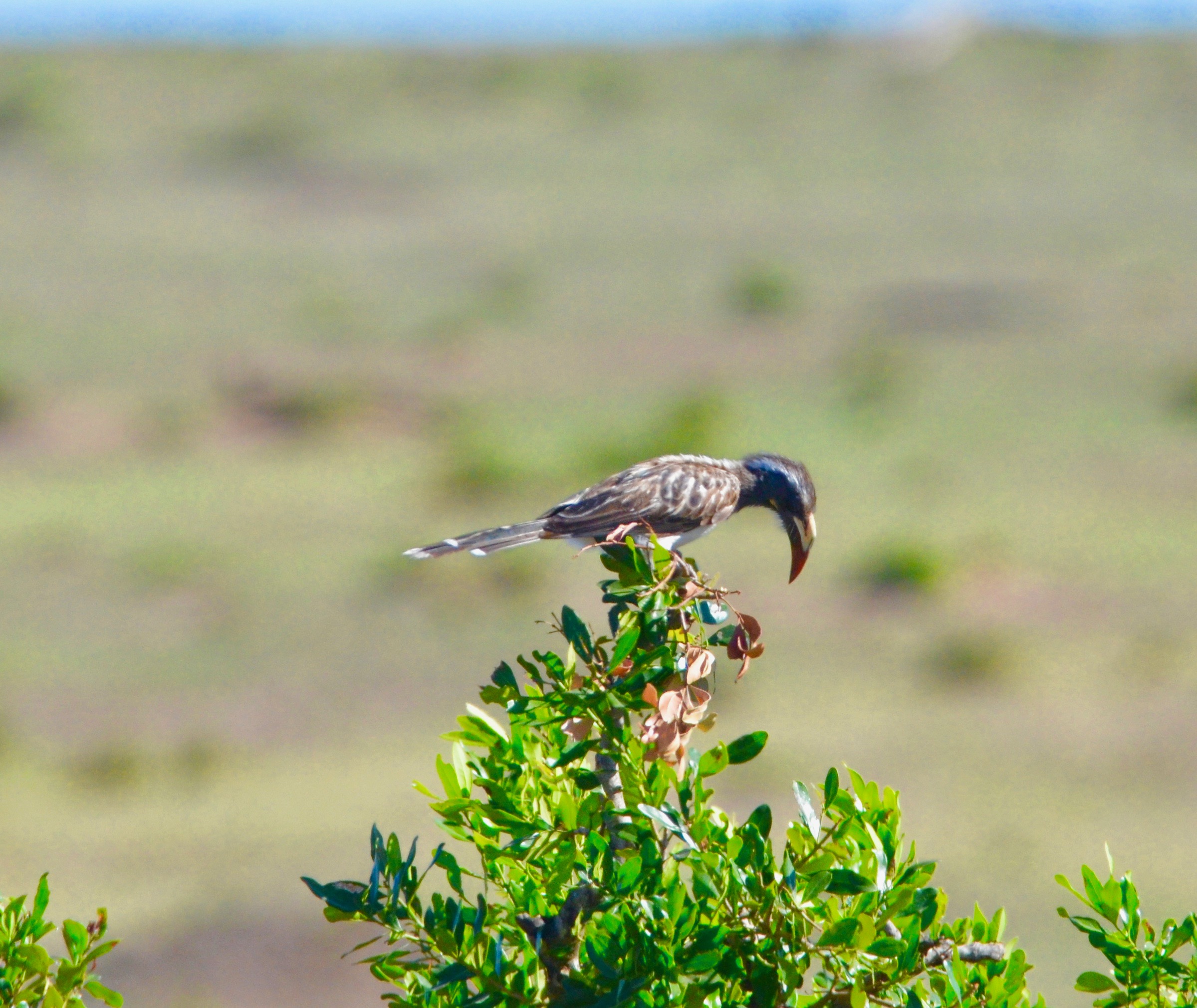 Red-Billed Hornbill, Masai Mara